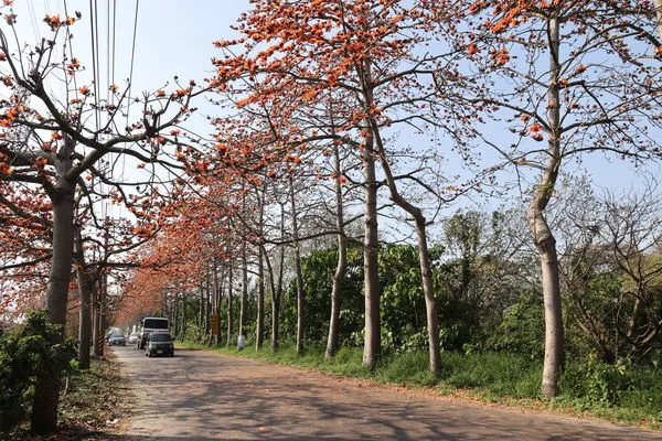▲▼目前正逢木棉花季，醫師提醒有花粉熱的民眾如要賞花要做好防護措施。（圖／員榮醫院提供）