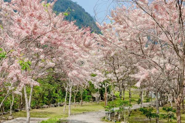 ▲▼高雄龜山區花旗木。（圖／高雄市政府提供）