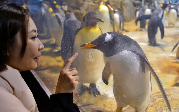 ▲▼市立下關水族館 海響館。（圖／部落客Mika出走美食日誌授權提供）