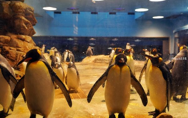 ▲▼市立下關水族館 海響館。（圖／部落客Mika出走美食日誌授權提供）