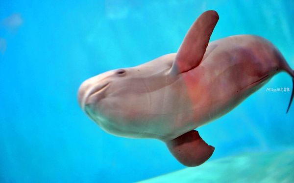 ▲▼市立下關水族館 海響館。（圖／部落客Mika出走美食日誌授權提供）