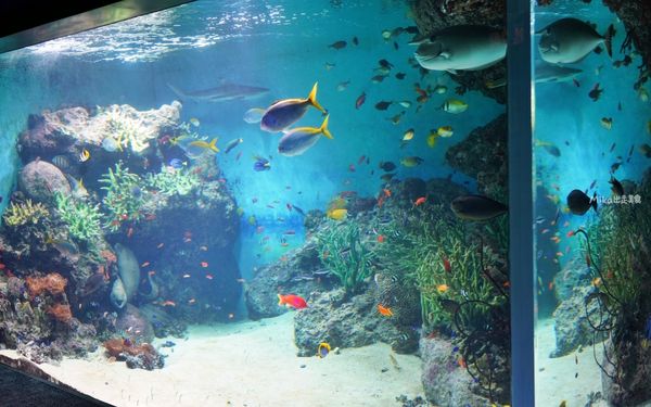 ▲▼市立下關水族館 海響館。（圖／部落客Mika出走美食日誌授權提供）