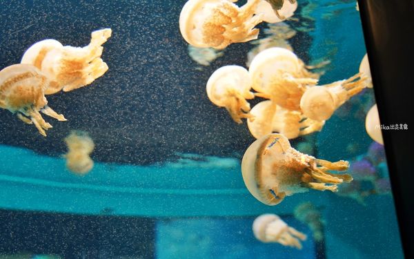 ▲▼市立下關水族館 海響館。（圖／部落客Mika出走美食日誌授權提供）