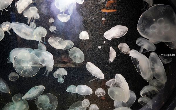 ▲▼市立下關水族館 海響館。（圖／部落客Mika出走美食日誌授權提供）