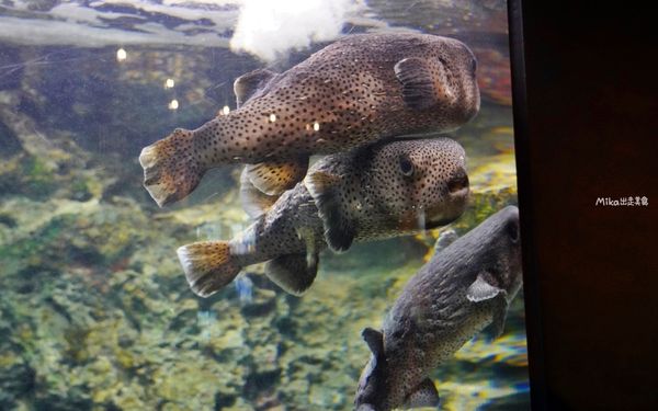 ▲▼市立下關水族館 海響館。（圖／部落客Mika出走美食日誌授權提供）