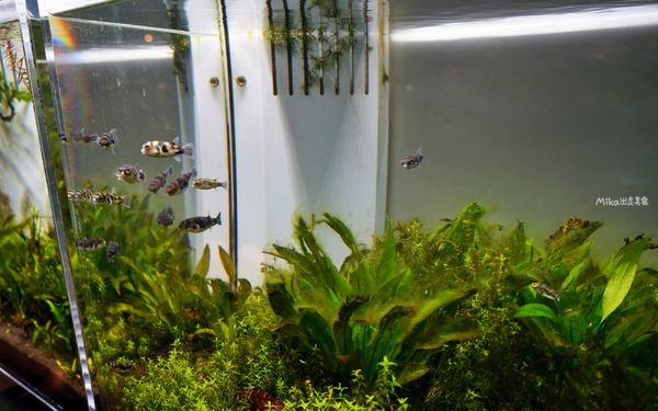 ▲▼市立下關水族館 海響館。（圖／部落客Mika出走美食日誌授權提供）