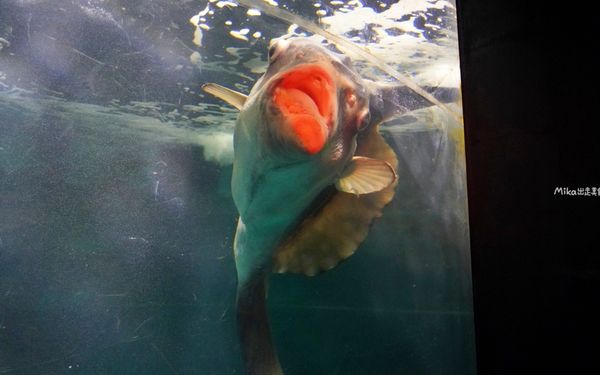 ▲▼市立下關水族館 海響館。（圖／部落客Mika出走美食日誌授權提供）