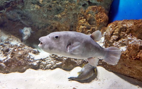 ▲▼市立下關水族館 海響館。（圖／部落客Mika出走美食日誌授權提供）