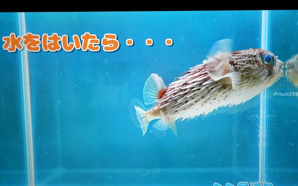 ▲▼市立下關水族館 海響館。（圖／部落客Mika出走美食日誌授權提供）