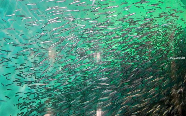 ▲▼市立下關水族館 海響館。（圖／部落客Mika出走美食日誌授權提供）