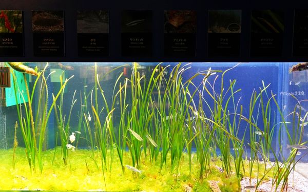 ▲▼市立下關水族館 海響館。（圖／部落客Mika出走美食日誌授權提供）