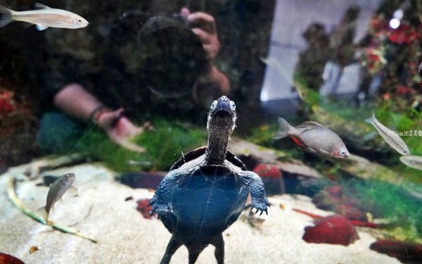 ▲▼市立下關水族館 海響館。（圖／部落客Mika出走美食日誌授權提供）
