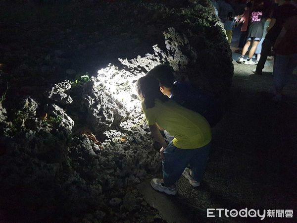 ▲夜幕降臨，小野柳的生態舞台才正式開演。（圖／東管處提供，下同）