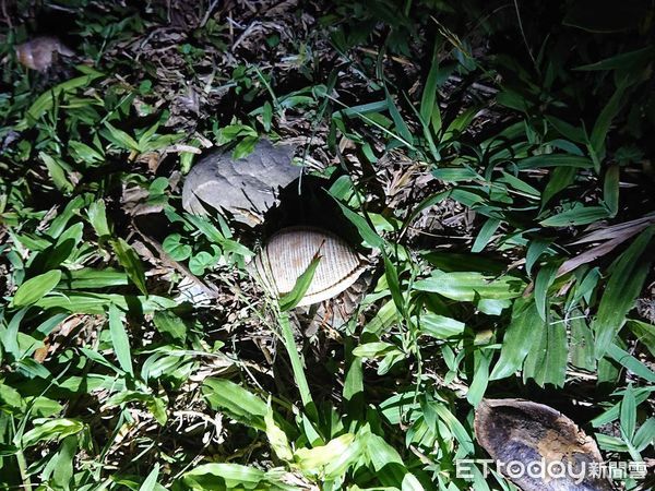 ▲夜幕降臨，小野柳的生態舞台才正式開演。（圖／東管處提供，下同）