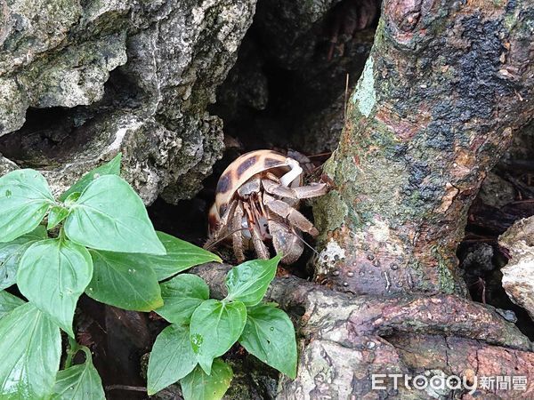 ▲夜幕降臨，小野柳的生態舞台才正式開演。（圖／東管處提供，下同）