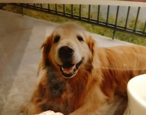 黃金獵犬咘咘。（圖／咘咘媽媽提供）