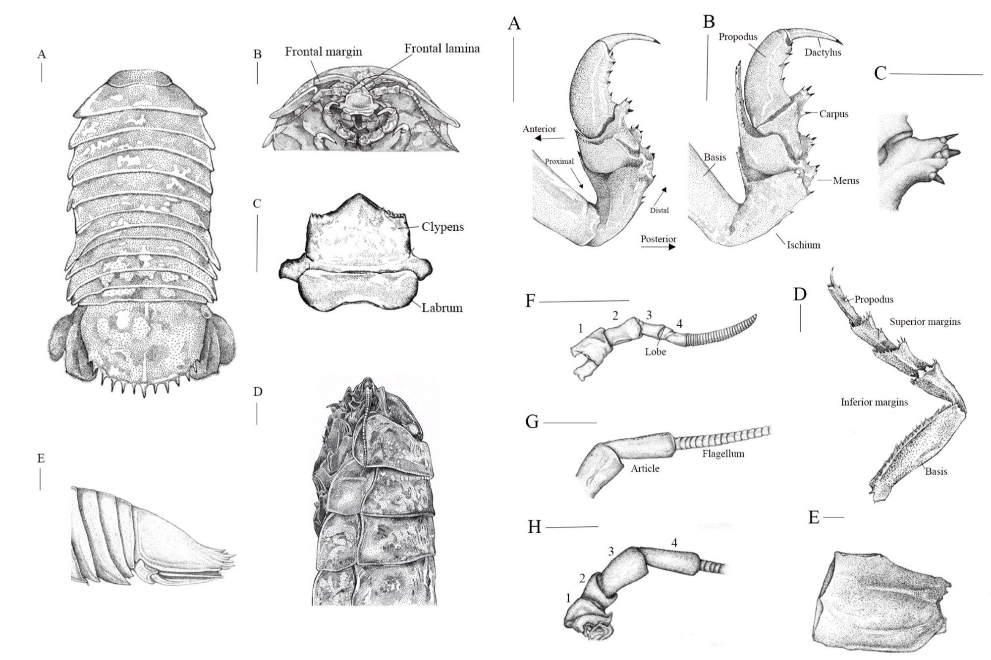 ▲▼南大命名物種西沙深水虱！台灣新發現。（圖／台南大學）