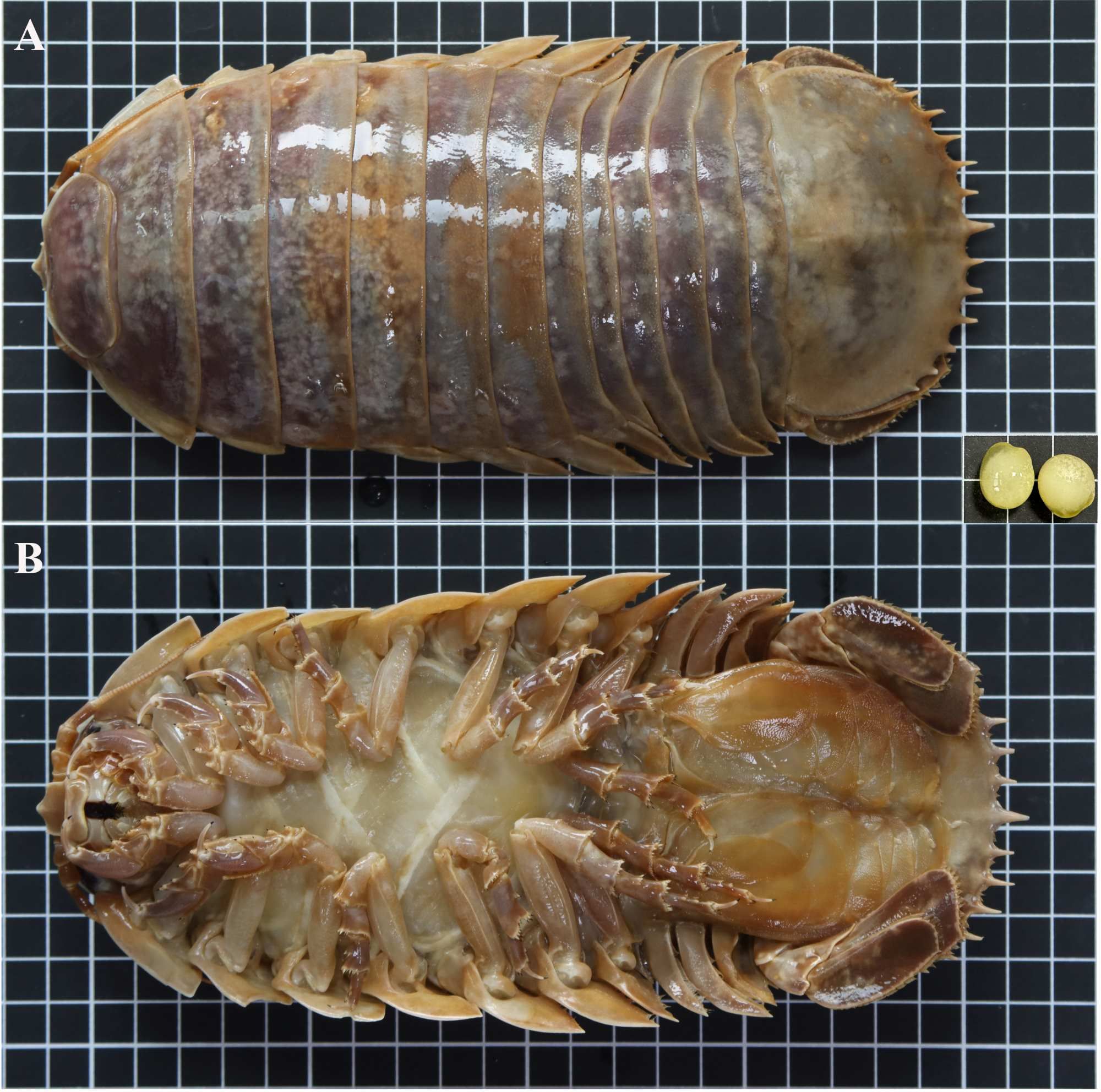 ▲▼南大命名物種西沙深水虱！台灣新發現。（圖／台南大學）