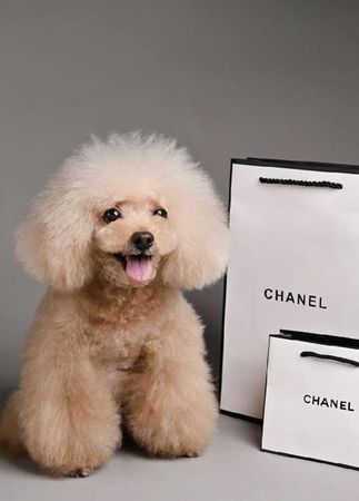 ▲林可唯的愛犬「毛球」。（圖／翻攝自Facebook／林可唯 大有可唯）