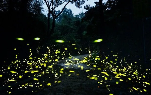 ▲北橫賞螢季即將登場