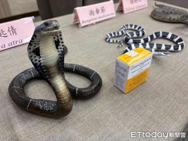 ▲▼台灣常見有六大毒蛇，左為飯匙倩，右為雨傘節。（圖／記者洪巧藍攝）