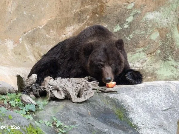 ▲北市動物園棕熊「小喬」集氣成功！　腫瘤移除手術後逐漸恢復元氣。（圖／台北市立動物園官網）