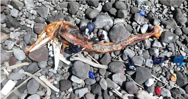 臺灣擱淺史上第一例有完整個體的長須鯨擱淺！登島處理時骨骼已外露。（圖／翻攝自Facebook／中華鯨豚協會）