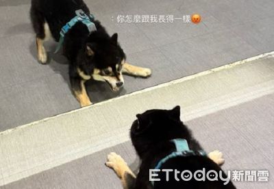 黑柴「跟自己倒影玩」整隻氣噗噗 翹屁屁齜牙狂吼分身