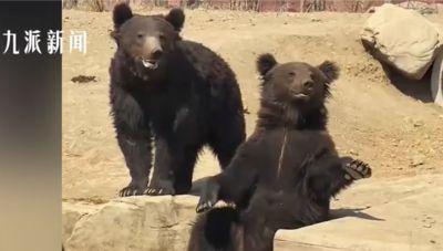 河北動物園「熊逃跑」　一天了還沒抓到
