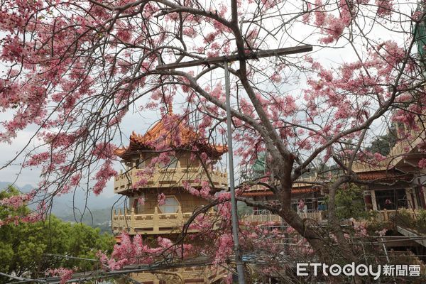 ▲「2025南化黑糖尋蜜季，寶光花旗春遊趣」農業產業文化活動，市長黃偉哲DIY製作黑糖蜂蜜鬆餅、發送兌換券給予熱情參與民眾，並走訪各特色攤商。（圖／記者林東良翻攝，下同）