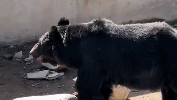 ▲▼河北動物園「熊逃跑」　一天了還沒抓到。（圖／翻攝微博）