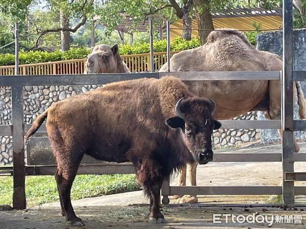 ▲美洲野牛「娜娜」在壽山動物園與單峰駱駝「強強」成為鄰居。（圖／記者許宥孺翻攝）
