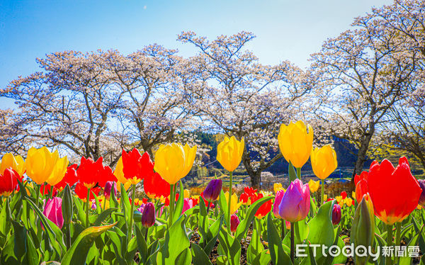 ▲▼日本大分原尻瀑布「緒方鬱金香節」。（圖／記者蔡玟君攝）