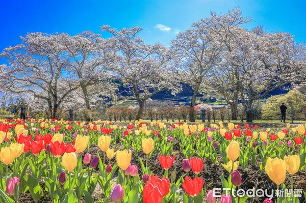 ▲▼日本大分原尻瀑布「緒方鬱金香節」。（圖／記者蔡玟君攝）