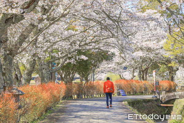 ▲▼日本大分賞櫻，日本大分原尻瀑布櫻花。（圖／記者蔡玟君攝）