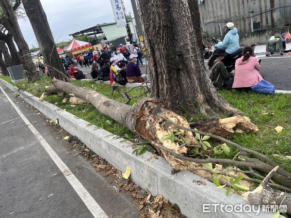 ▲路樹突然倒塌大甲媽信眾合力搬上安全島。（圖／翻攝自threads 警方提供）