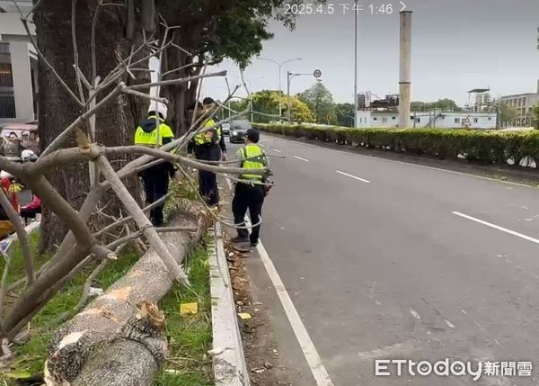 ▲路樹突然倒塌大甲媽信眾合力搬上安全島。（圖／翻攝自threads 警方提供）