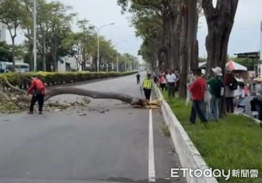 ▲路樹突然倒塌大甲媽信眾合力搬上安全島。（圖／翻攝自threads 警方提供）