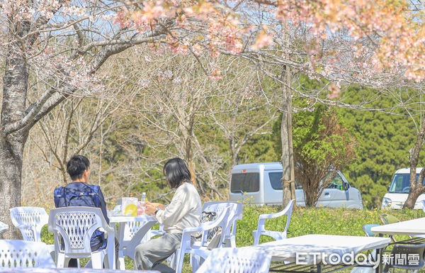 ▲▼日本大分長湯溫泉枝垂櫻之里。（圖／記者蔡玟君攝）