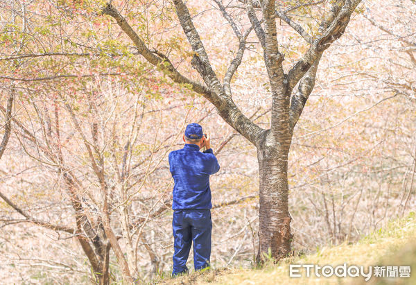 ▲▼日本大分長湯溫泉枝垂櫻之里。（圖／記者蔡玟君攝）