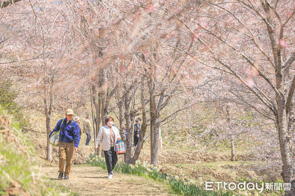 ▲▼日本大分長湯溫泉枝垂櫻之里。（圖／記者蔡玟君攝）