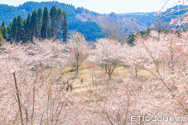 ▲▼日本大分長湯溫泉枝垂櫻之里。（圖／記者蔡玟君攝）