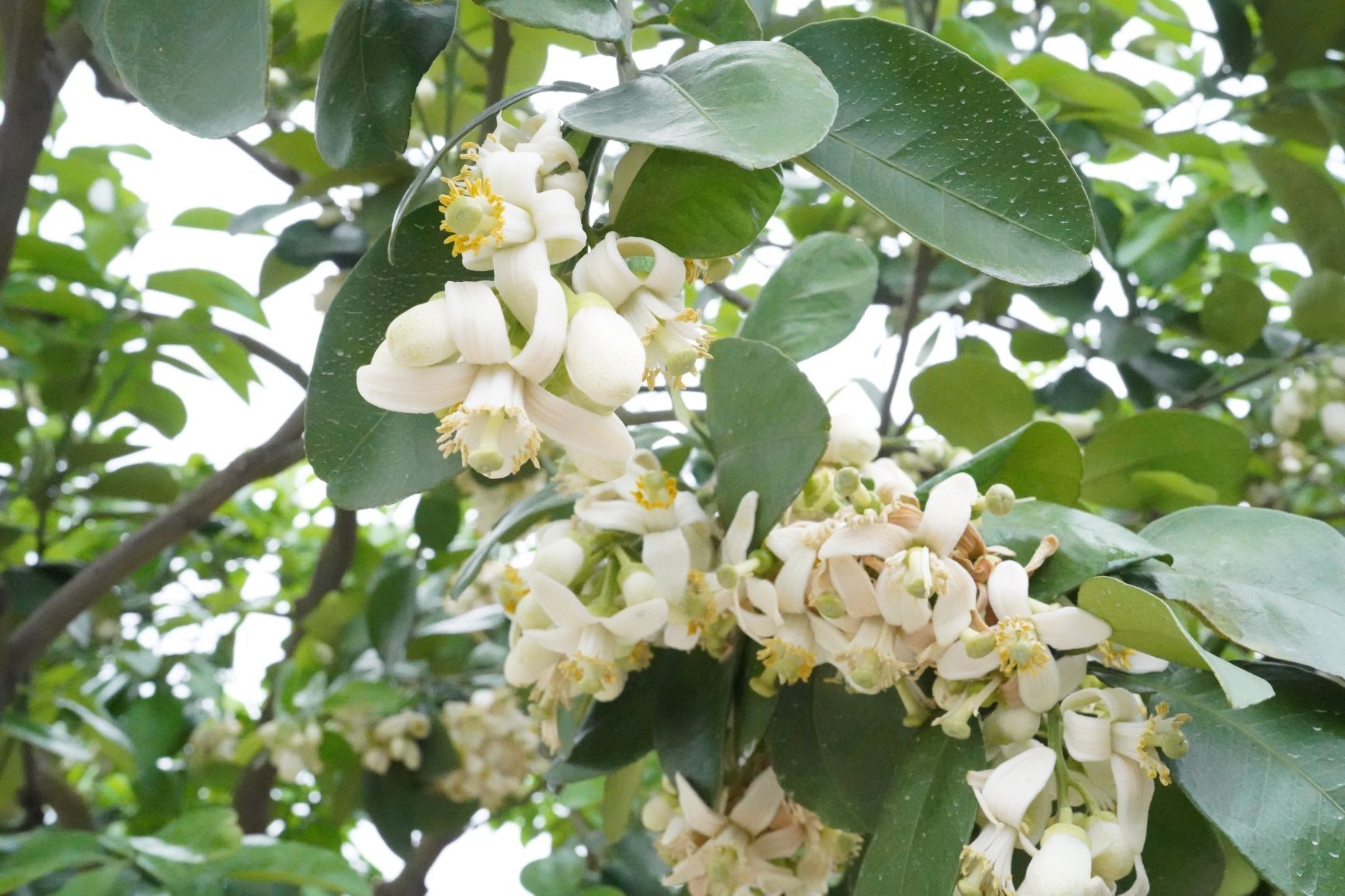▲八里柚花盛開新北市農業局邀民眾賞花。（圖／新北市農業局提供）