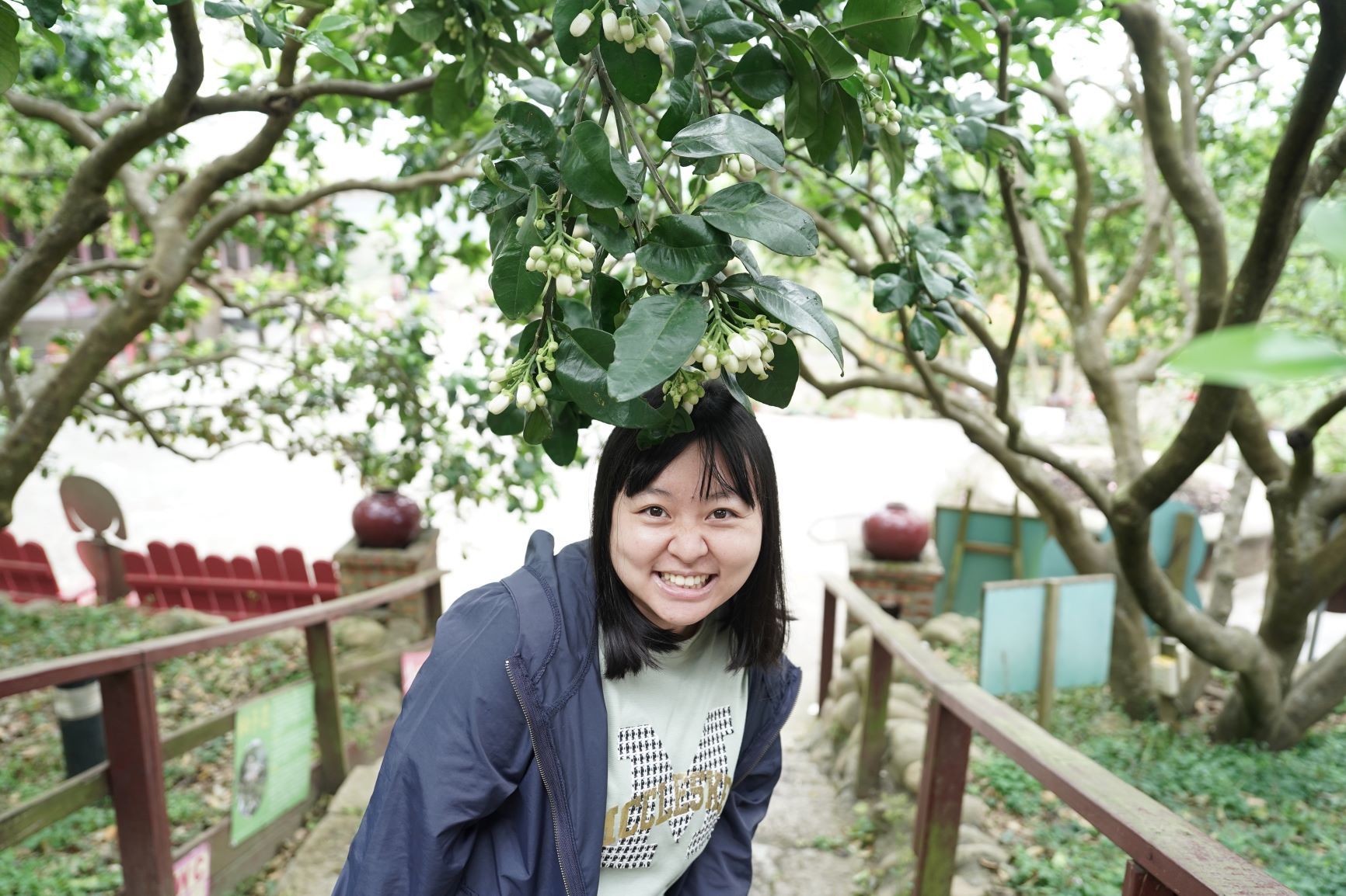 ▲八里柚花盛開新北市農業局邀民眾賞花。（圖／新北市農業局提供）