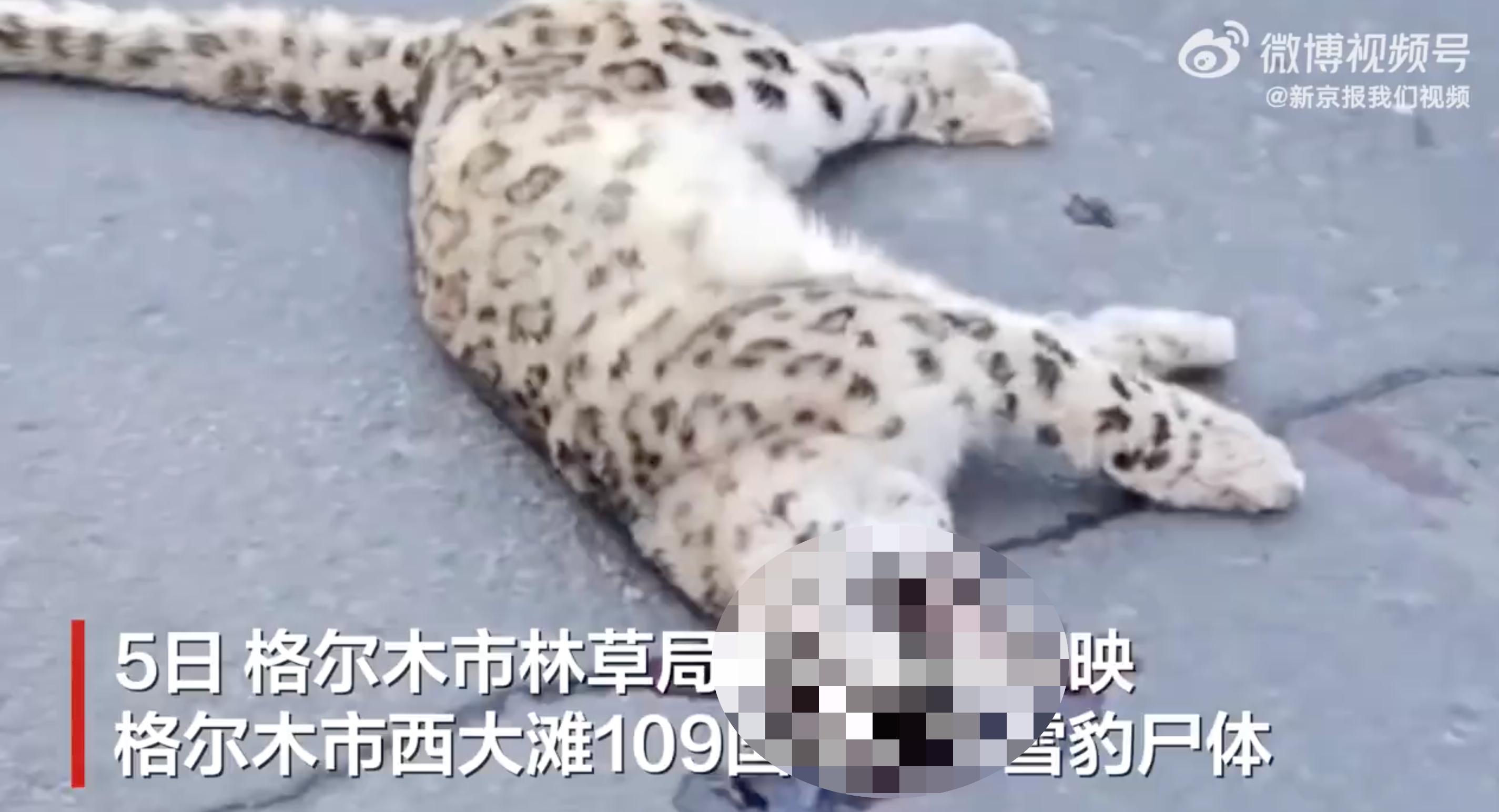 ▲大陸民眾於青海格爾木路遇雪豹屍體，警調閱監視器追查兇手。（圖／翻攝微博）