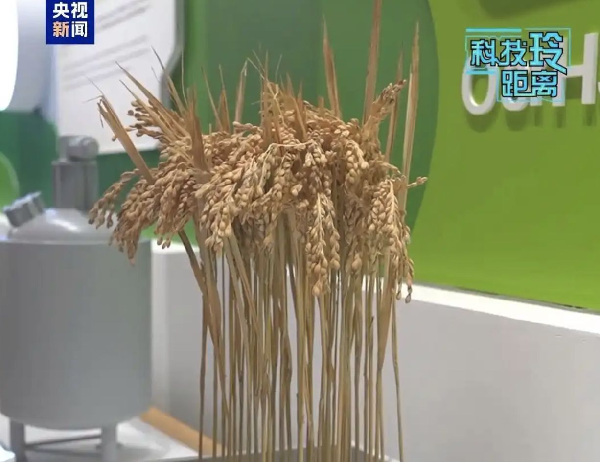 ▲武漢禾元生物研發的「稻米造血」人血清白蛋白已進入新藥審批流程。（圖／翻攝央視）