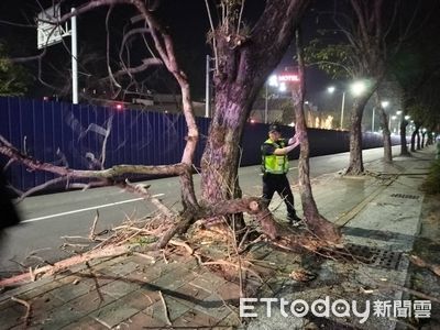 危險!高雄岡山路樹枝幹斷裂橫躺路中央 警民合力排除