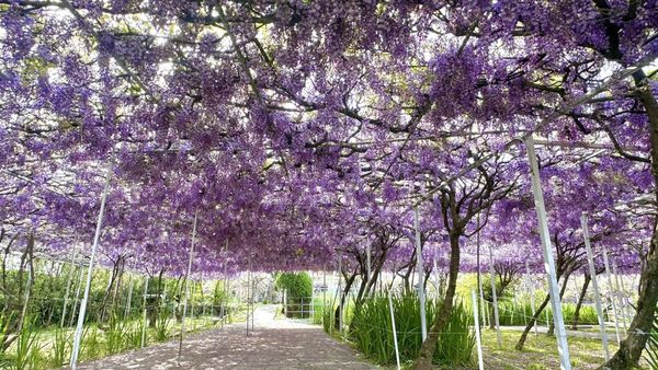 ▲淡水紫藤花園4/5花況。（圖／翻攝自淡水紫藤花園粉專）
