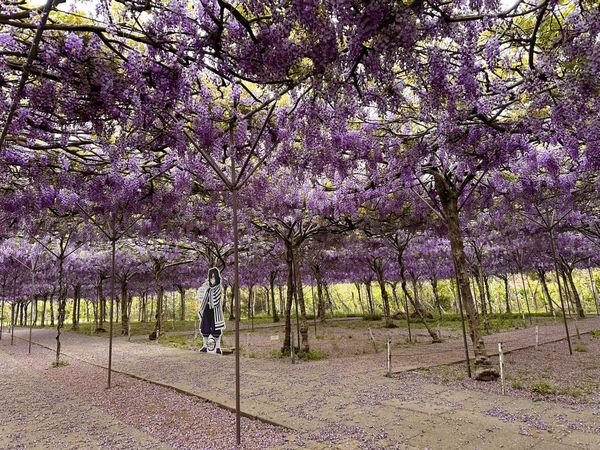 ▲淡水紫藤花園4/5花況。（圖／翻攝自淡水紫藤花園粉專）