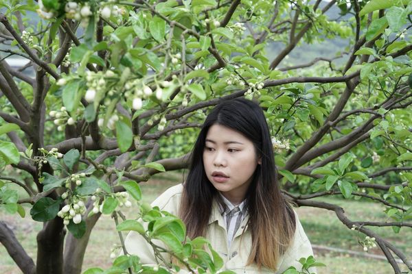 ▲八里柚花盛開。（圖／新北市農業局提供）